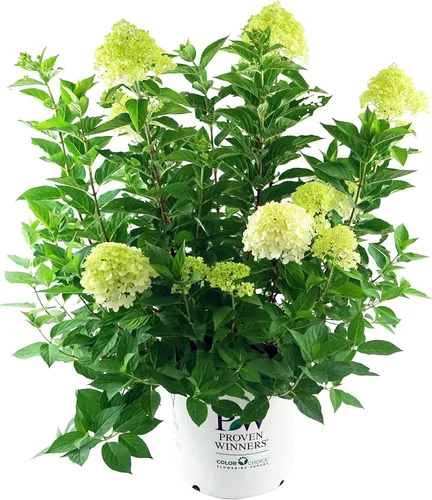 Vista 9 de Hortensia arb. 'Annabelle' (hortensia suave) Arbusto, flores de cabeza de fregona blancas, #3 - Contenedor