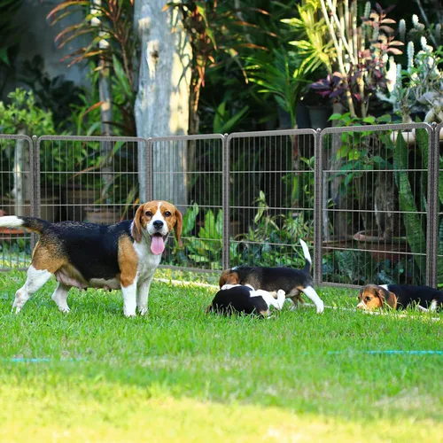 Vista 2 de FXW Aster - Corralito para perros diseñado para patio, 32 pulgadas, 16 paneles