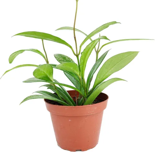 Vista 11 de Planta de goma burdeos (maceta de cultivo de 4 pulgadas) - Planta de interior saludable - Planta de interior de fácil cuidado