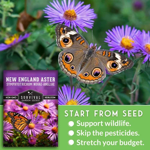 Vista 4 de Semillas de Jardín de Supervivencia - Semillas de Áster de Nueva Inglaterra para Plantar Flor Silvestre Perenne Púrpura Nativa Imán de Mariposas