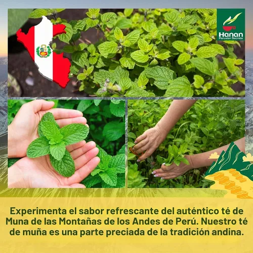 Vista 5 de Bolsas de té Hanan Muña – Té de hierbas de menta andina 100% natural de Perú, 25 bolsas de té tradicional de Muña del Perú, sin cafeína