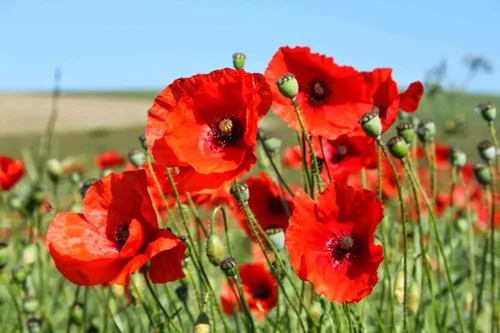 Vista 5 de 50.000 semillas de amapola de maíz rojo Flandes, 0.25 oz de herencia no transgénica, abejas polinizadoras cosechadas en Estados Unidos, mariposa