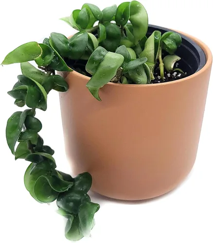 Vista 2 de Hoya Hindu Rope Planta de interior viva de 4 pulgadas en maceta o Hoya Carnosa Compacta Easycare Plant Purificador de aire natural Cultivado