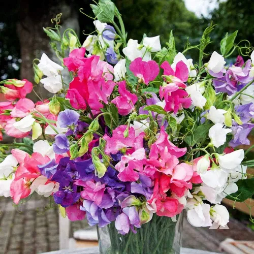 Vista 4 de Semillas Fragantes Sweet Pea Enano Escalada - Flores Anuales para Plantar - Libre de OGM