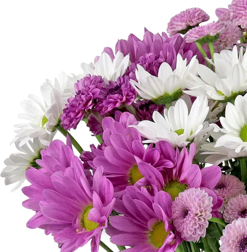 Vista 2 de Benchmark Bouquets - Margaritas moradas - Flores frescas para el parto - Flores del Día de la Madre para mamá - Regalos del día de la madre