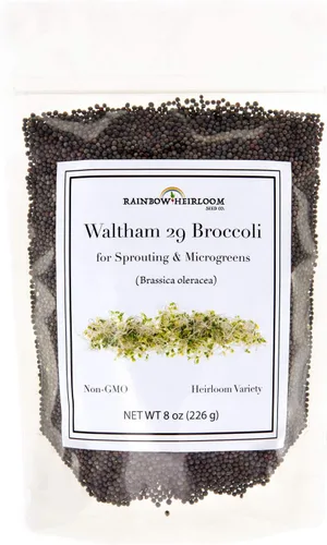 Vista 8 de Semillas de brócoli para germinado y microverdes Variedad Waltham 29 Semillas sin OMG y de legado Bolsa resellable de 1.13 kg (40 oz) al por