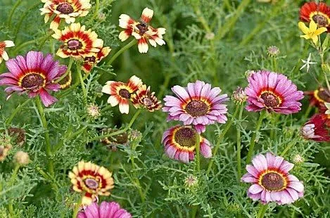 Vista 2 de Heirloom 300 semillas pintadas margarita crisantemo carinatum flor semillas a granel B0035