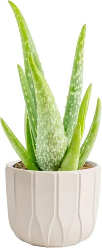 Vista 11 de Costa Farms Planta de aloe vera, suculenta viva, planta de interior de fácil cuidado en maceta de cultivo, purificador de aire de habitación, mesa