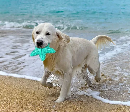 Vista 6 de Carllg Juguetes para perros para masticadores agresivos, cepillo de dientes de limpieza de dentición para perros, juguetes duraderos interactivos