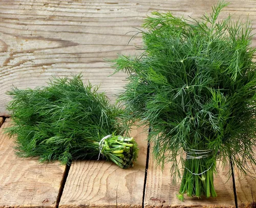 Vista 2 de Semillas de eneldo tipo arbusto de herencia vegetal para plantar sin OMG