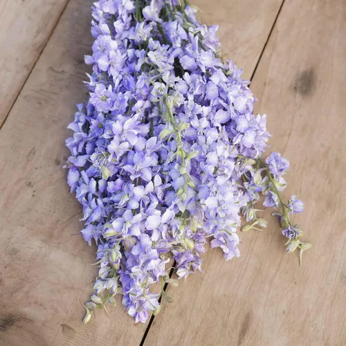 Vista 3 de Eden Brothers Semillas Delphinium - Campana Azul