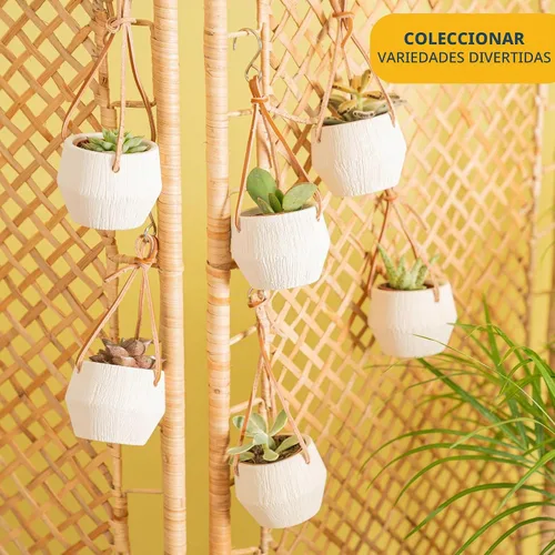 Vista 5 de Costa Farms Mini suculentas, planta de interior viva, fácil cuidado Cesta colgante maceta suculenta