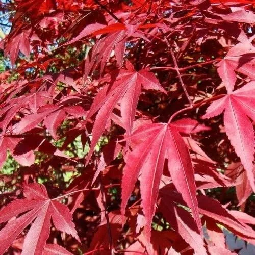 Vista 2 de Semillas de Árbol de arce japonés pequeñas (con semillas Bonsai) (Acer palmatum) 15 + semillas