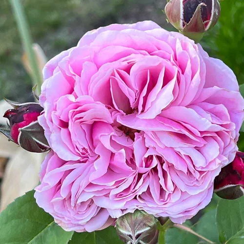 Vista 6 de Rosas de té híbridas de reliquia, planta de raíz propia viva para jardín al aire libre, Sister Emmanuelle™, excepcionalmente fragantes, zonas