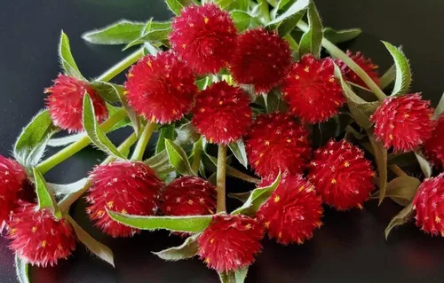 Vista 3 de 100 semillas de gomphrena globosa roja extra raras