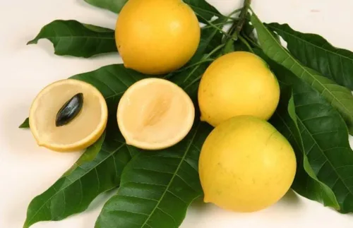 Vista 2 de Árbol Abiu (Pouteria caimito) - Planta de frutas tropicales vivas de 1 a 2 pies de altura (caimito amarillo)