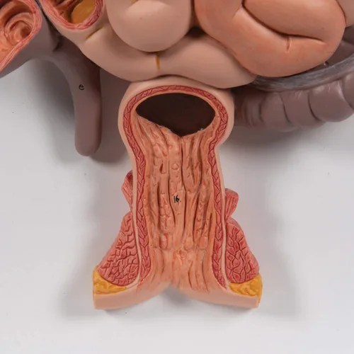 Vista 6 de 3B Scientific Sistema digestivo K21 3 parte - 3B Smart Anatomy