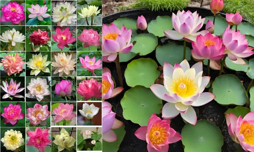 Vista 5 de 10 semillas de loto sagrado para plantar en agua, flores de colores mezclados rosa rojo blanco amarillo multicolor, nelumbo nucifera acuático