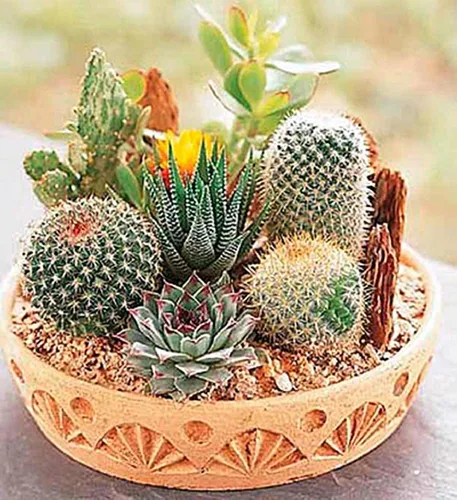 Vista 6 de Semillas Cactus (Cacti) Mix - Orgánico
