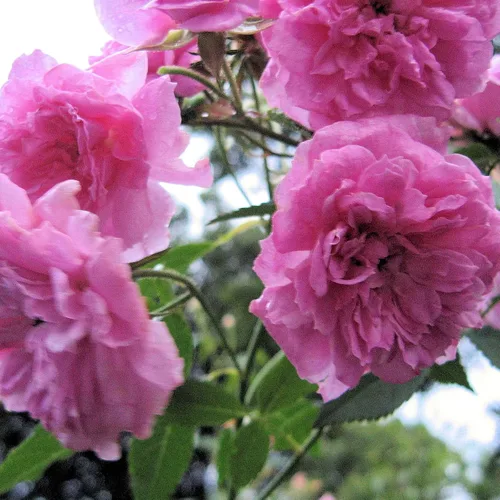 Vista 2 de Caldwell Pink Rose Bush - Raíz antigua reliquia propia - Rosa Hybrid - Planta viva - Flor doble perpetua fragante - Emerald Goddess Gardens