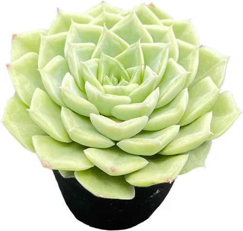 Vista 19 de Plantas suculentas vivas de 2", Aeonium 'Superbang', suculentas mini en maceta, planta de interior de fácil cuidado, regalos únicos, decoración