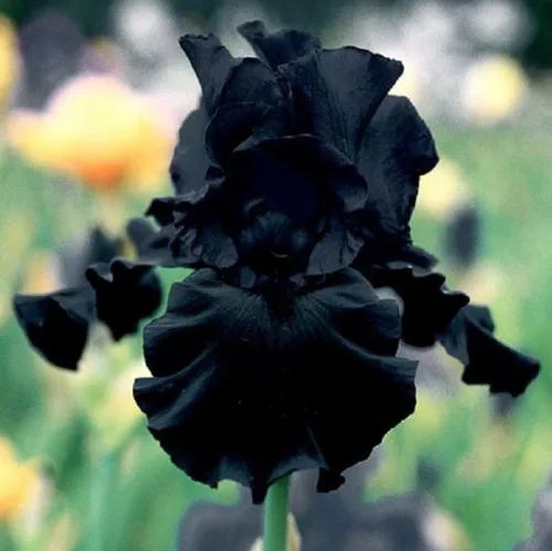 Vista 3 de 201+semillas de iris mixtas flor para plantar jardín al aire libre