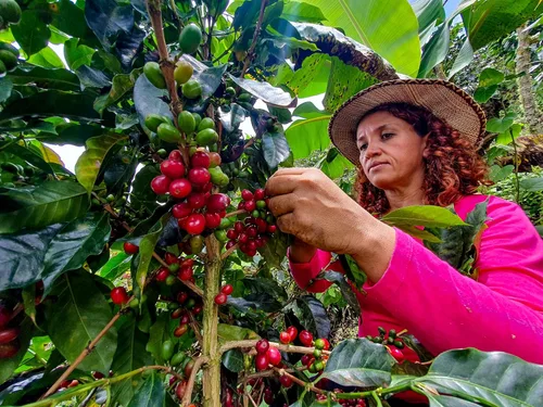 Vista 8 de Cafe Don Pedro Cápsulas de café de vainilla francesa de bajo ácido, compatible con cafetera K-Cup, 100% Arábica, Battles Heartburn, Reflujo ácido