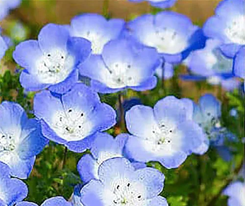 Vista 3 de 3000 semillas de flores silvestres Baby Blue Eyes - Flor silvestre nativa de California - Semilla de Nemophila Menziesii