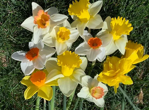Vista 2 de Bombillas grandes de narciso en forma de copa Sunshine Mix