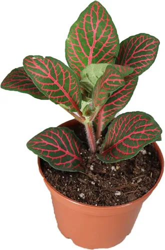 Vista 3 de Fittonia rosa - 3" de California Tropicals Rosado