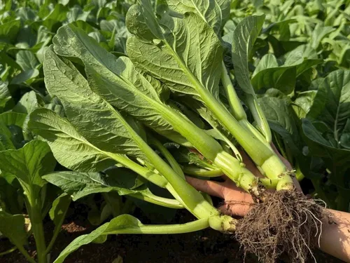 Vista 4 de 4000 semillas de Choy Sum de alta calidad – Cải Ngồng – Yu Choy – Semillas de col china en flor – Sin OMG, reliquia, tasa de germinación del 99%