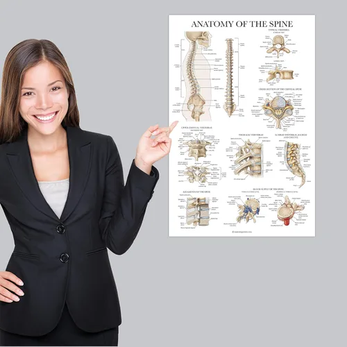 Vista 5 de Palace Learning Anatomía de la columna vertebral - Cuadro anatómico de la columna vertebral laminada - 18" x 24