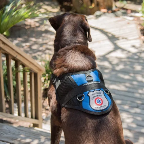 Vista 8 de Chaleco de arnés de malla para perros de servicio registrado, incluye 5 tarjetas de ley federal (circunferencia de 9-13 pulgadas, azul)