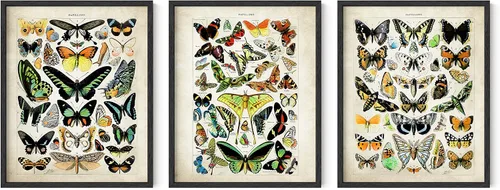 Vista 55 de HAUS AND HUES Juego de 3 pósteres vintage de mariposa, arte de pared, impresiones botánicas para estética de habitación, imágenes