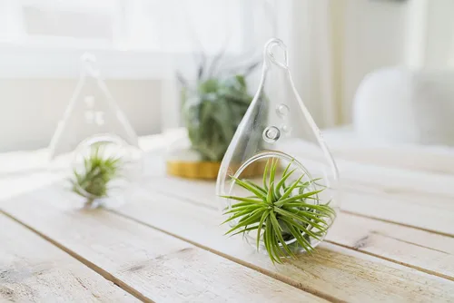 Vista 6 de Air Plant Shop Paquete de 12 plantas de aire Ionantha surtidas - Venta al por mayor y a granel - Suculentas - Tillandsia viva - Plantas de casa