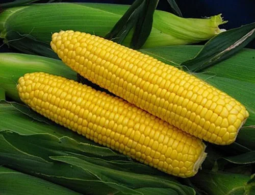 Vista 5 de Semillas Azúcar Maíz Dulce Gigante Heirloom Vegetal No GMO para Plantar