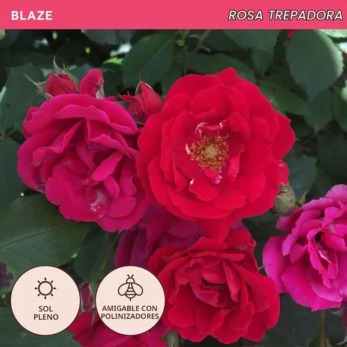 Vista 4 de Rosas trepadoras de reliquia, planta de raíz viva propia, resplandor Blaze
