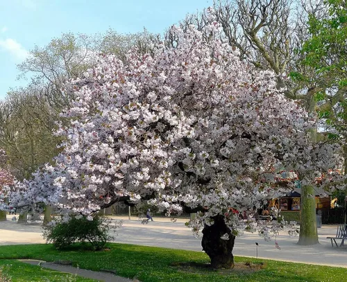 Vista 4 de Cerezo Blanco Japonés Semillas Premium Prunus serrulata 'Spontanea' Primavera Plants'® (Premium Seeds, 5)