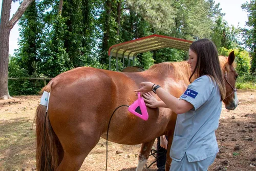 Vista 5 de SunTech Vet30E Monitor de signos vitales continuos veterinarios para animales equinos y de compañía (azul pavo real)