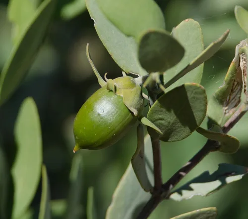 Vista 5 de Aceite de jojoba orgánico sin refinar de alta calidad, 8 onzas con bomba, importado de Argentina, 100% puro, prensado en frío, para cabello, piel