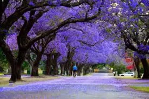 Vista 4 de 25 semillas de árbol de jacaranda azul Jacaranda púrpura Mimisifolia semillas de flor