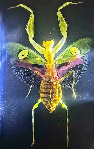Vista 26 de 44mm Hormiga gigante tropical real en resina de lucita transparente cristalina, espécimen preservado Pseudoneoponera Rufipes, taxidermia