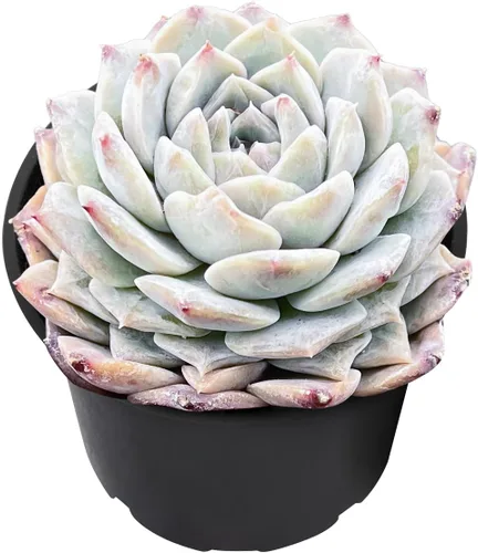 Vista 2 de Plantas suculentas vivas de 2" Pachyveria 'BubbleCandy', mini suculentas en maceta, planta de interior de fácil cuidado, regalos únicos, decoración