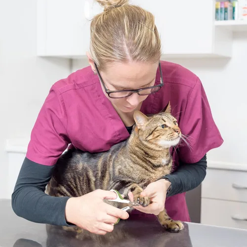 Vista 5 de Cortaúñas y recortadora de uñas para gatos de interior, gatitos, cachorros, conejos, perros pequeños, pájaros, herramienta profesional de aseo