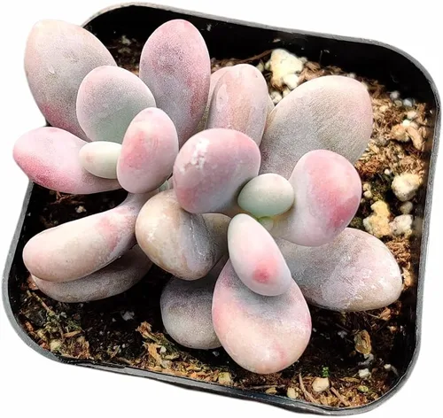 Vista 7 de Plantas suculentas vivas (Graptopetalum Superbum de 2")