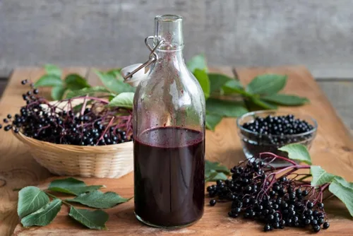 Vista 8 de Semillas de Gaea's Blessing - Semillas de saúco - Saúco negro americano tradicional - Semillas sin transgénicos con instrucciones de plantación