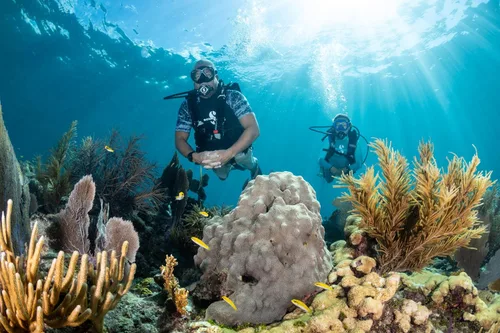 Vista 4 de SCUBAPRO Sistema regulador de buceo MK11/C370