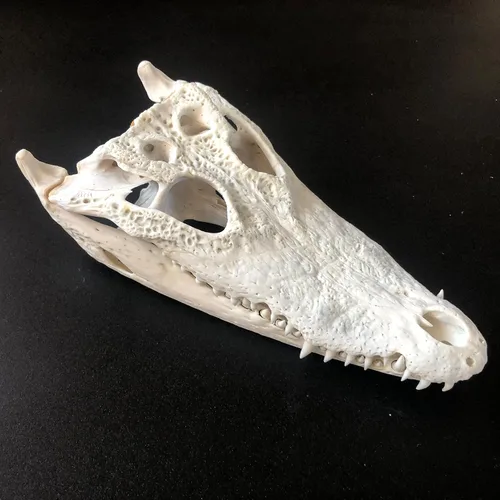 Vista 14 de Venta al por mayor 1/2/3/5/10 piezas Cráneos de Animales Reales de Taxidermia, Espécimen de Huesos Reales, Suministros de Arte Hueso Medicina