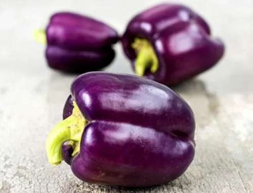Vista 2 de Pimiento morrón púrpura Alrededor de 30 semillas para plantar