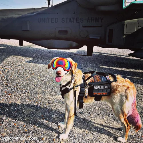 Vista 3 de OneTigris Arnés de Chaleco para Perro de Servicio, Capa para Perro de Servicio Arnés de Mochila para Perro Guardián con Bolsillos Bolsa de Sillín